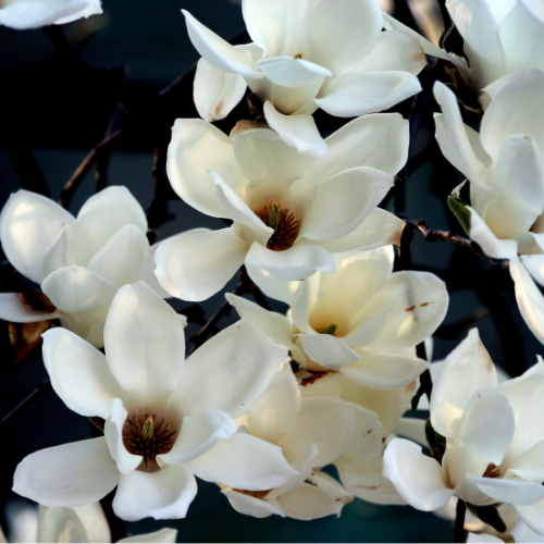 Magnolia officinalis (Beverboom): Voordelen en werking