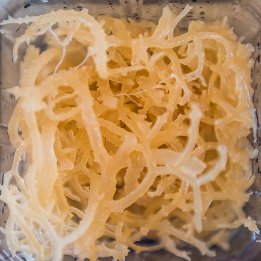 Waarom is Sea Moss zo populair geworden?