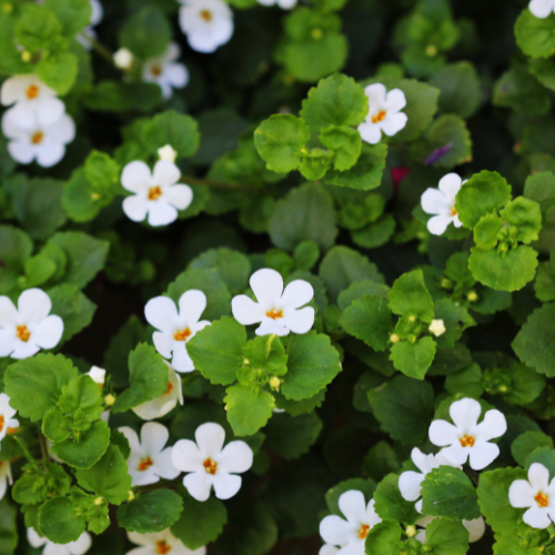 Alles over Bacopa monnieri (Brahmi): Bijwerkingen en voordelen
