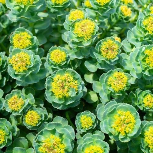 Rhodiola rosea: Alle voordelen van Rhodiola op een rijtje