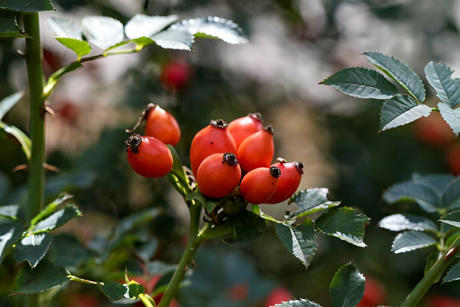Rozenbottel (Rosehip): Gezondheidsvoordelen en Bijwerkingen