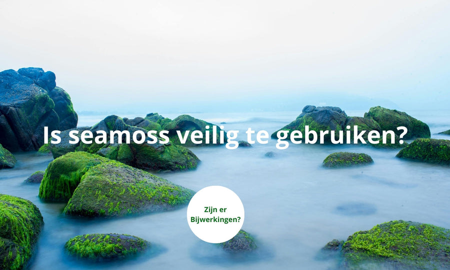 Sea moss bijwerkingen: Wat doet het voor je huid en lichaam?