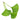 Ginkgo Biloba