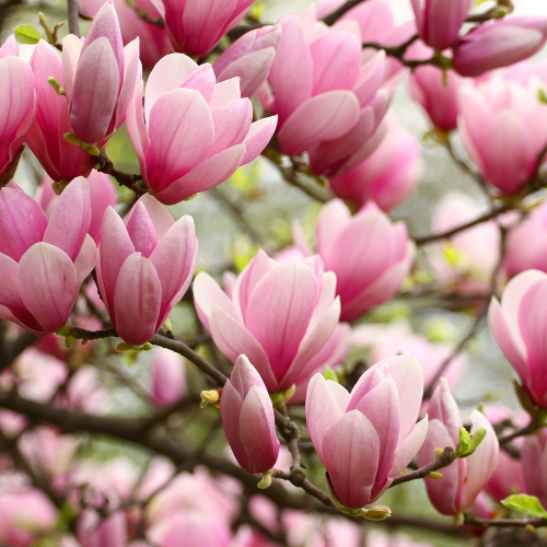 Magnolia extract kopen | Magnolia officinalis kruiden