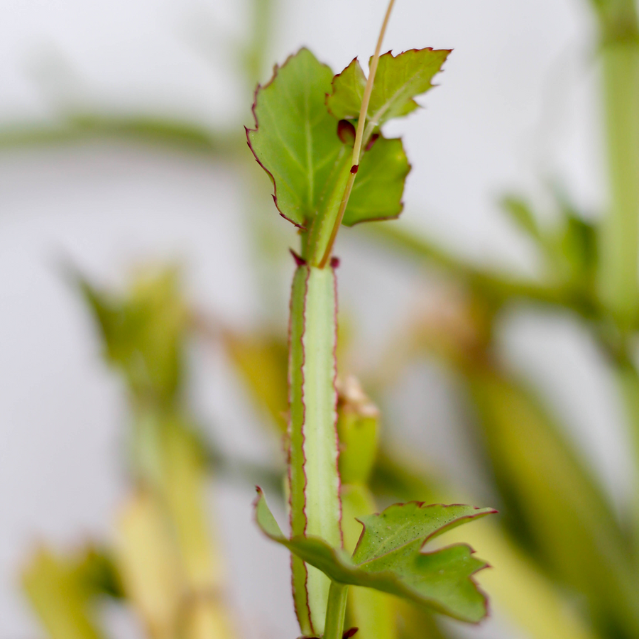 Cissus Quadrangularis: Energie, Libido en Testosteron voor Mannen
