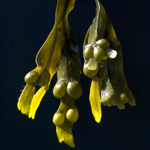 Blaaswier of Bladderwrack: Alle bijwerkingen van deze zeewier