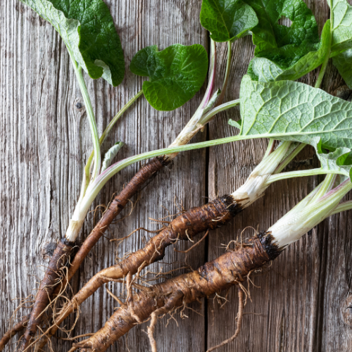Kliswortel (Arctium lappa) of Burdock root: Bijwerkingen