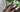 Kliswortel of burdock root