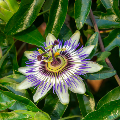 Passiebloem kopen: Passiflora caerulea extract in capsules