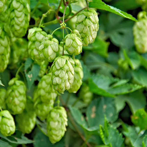 Hop (Humulus lupulus) kopen? Bestel nu kruidenextract
