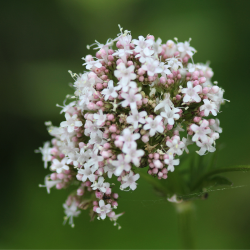 Valeriaan: Bijwerkingen en alles wat je moet weten