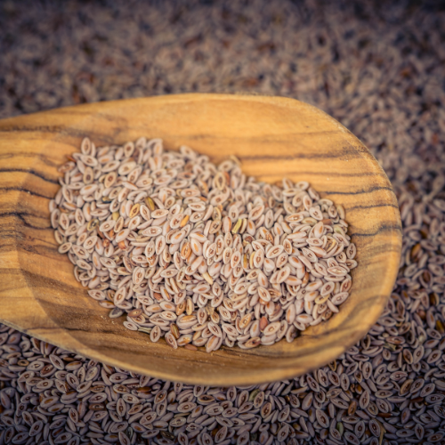 Psylliumvezels: 4 gezondheidsvoordelen van Psyllium