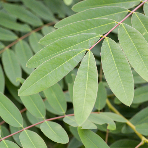 Senna blad: Werking, dosering en gezondheidsvoordelen
