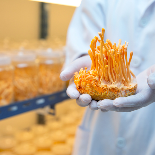 Cordyceps paddenstoelen: Werking, Voordelen en Dosering