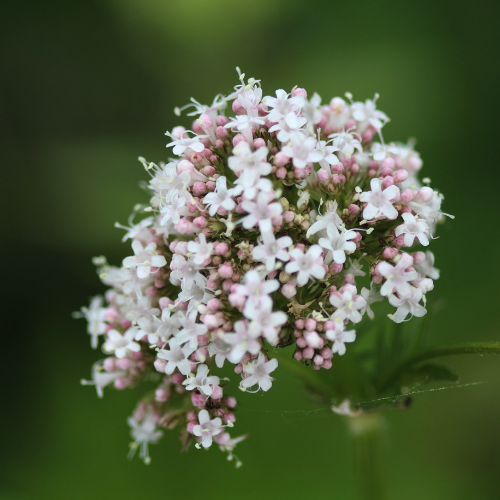 Valeriaan kruiden: Alles over Valeriana officinalis kruid