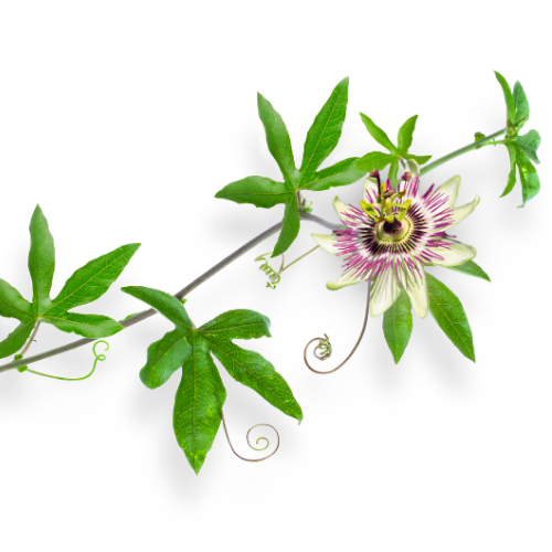 Passiebloem: Een kalmerende kruidenthee met vele voordelen
