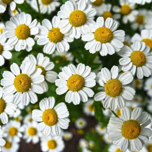Kamille: Voordelen en toepassing van Kamillethee