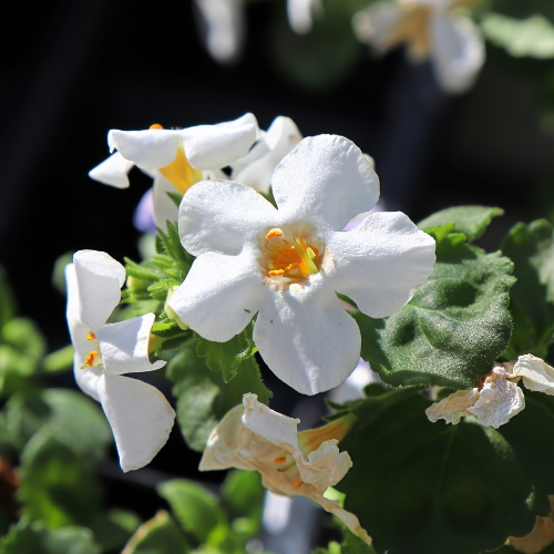 Bacopa monnieri (Brahmi): Top 5 voordelen en werking