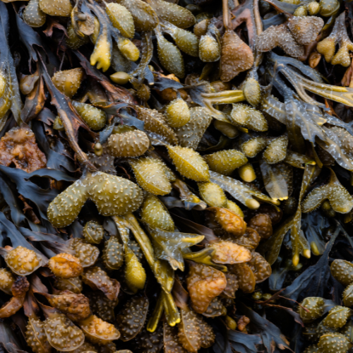 Bladderwrack (Fucus vesiculosus) | Voordelen van blaaswier