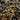 bladderwrack blaaswier