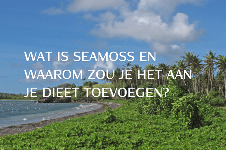 Wat is Seamoss en waarom zou je het aan je dieet toevoegen?
