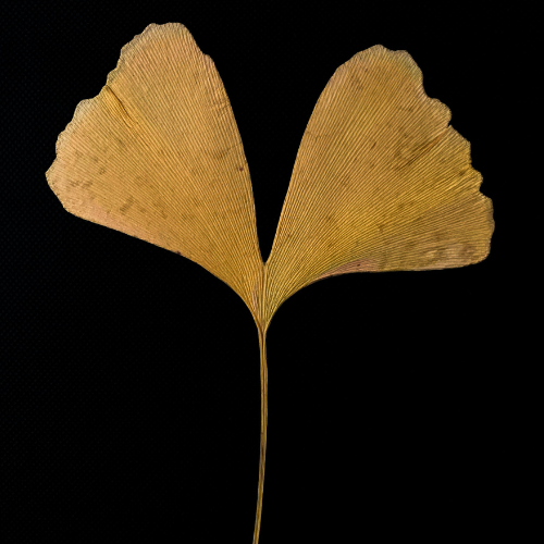 Bijwerkingen van Ginkgo Biloba: Handig om te weten