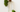 sea moss kruiden